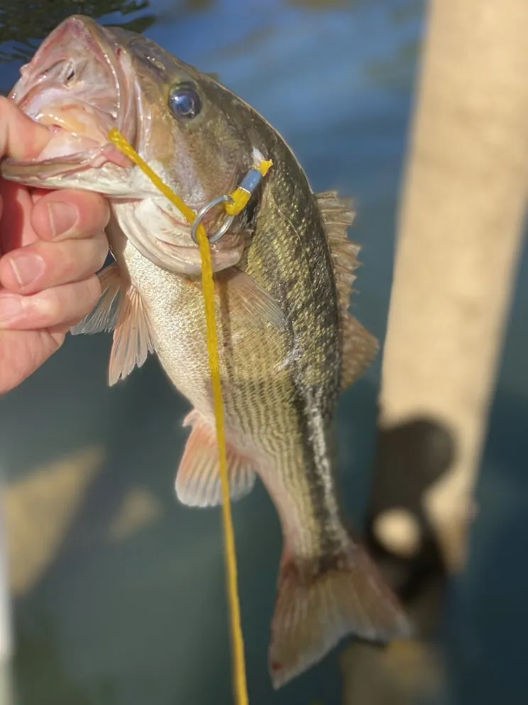 Professional yard maintenance for residential properties in Montgomery, AL by Growing Advisor Pro