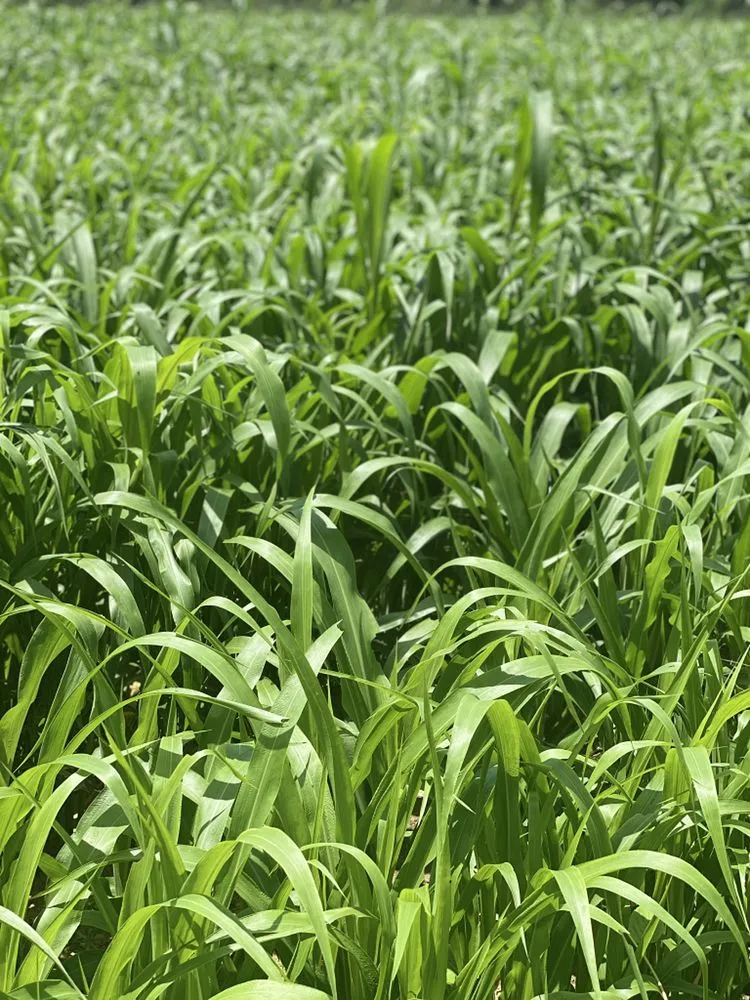 Professional landscape design in Montgomery, AL by Growing Advisor Pro