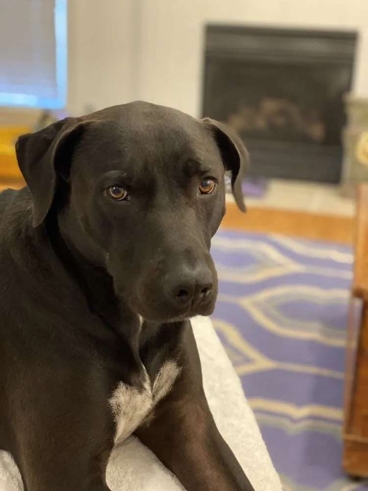 Custom residential landscaping for homes across Montgomery, AL - Growing Advisor Pro