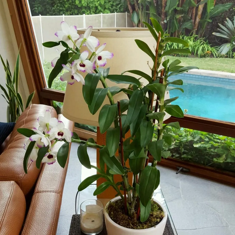 Reliable landscape design in Costa Mesa, CA by Growing Eden