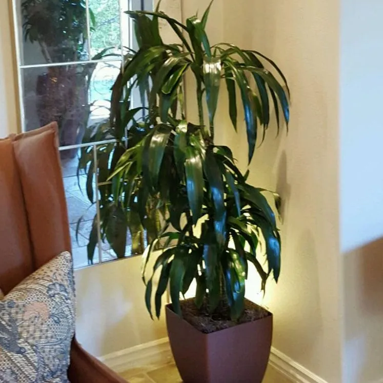 Reliable lawn care service in Costa Mesa, CA by Growing Eden