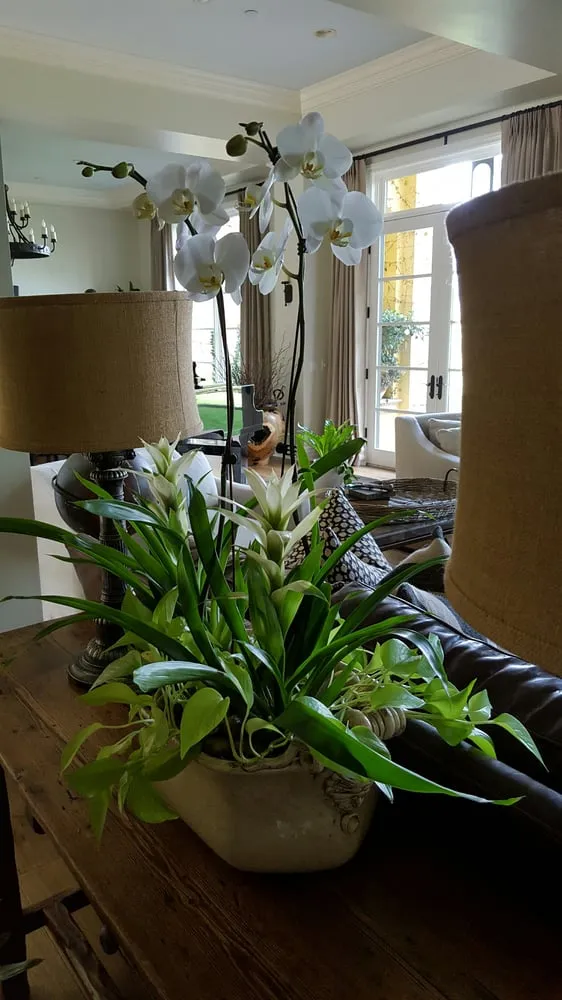 Local lawn care service in Costa Mesa, CA by Growing Eden