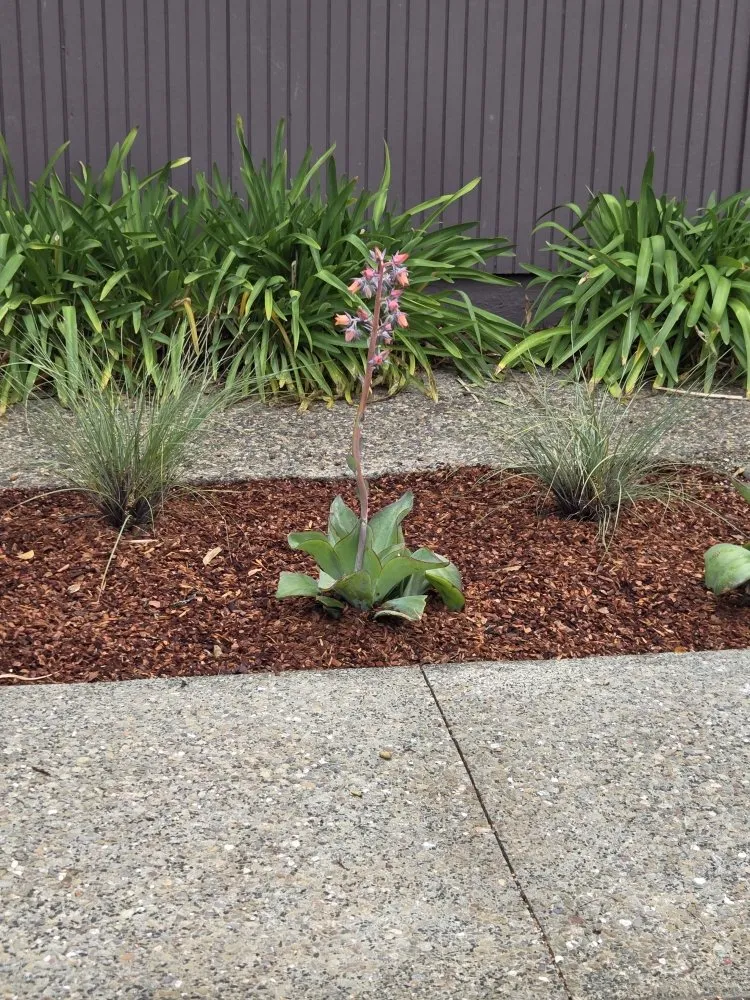 Affordable yard maintenance in San Bruno, CA - Growing Green Em