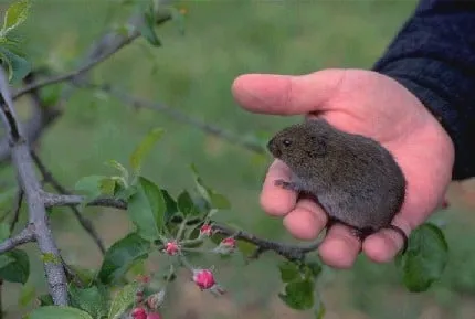 Local residential landscaping in Denver, CO by Growing Green Lawn Services