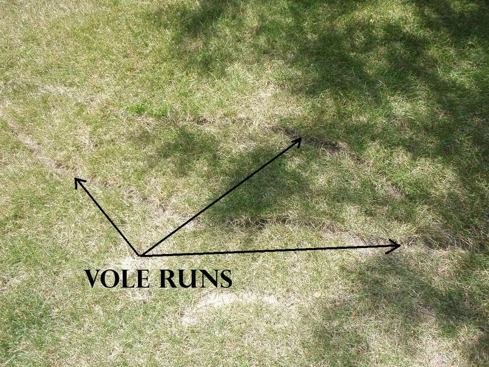 Expert lawn mowing service experts serving Denver, CO - Growing Green Lawn Services