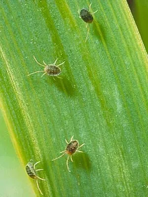 Custom yard maintenance for homes in Denver, CO by Growing Green Lawn Services