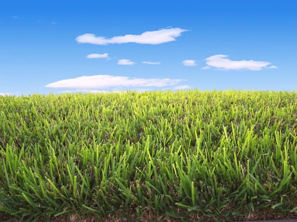 Expert yard maintenance for homes in Denver, CO by Growing Green Lawn Services