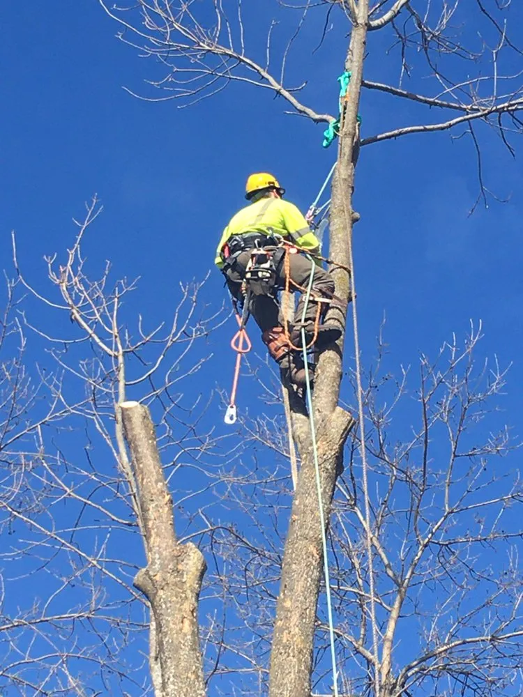 Top-rated lawn care service for residential properties across Redgranite, WI - Growing Green Tree Care & Landscaping