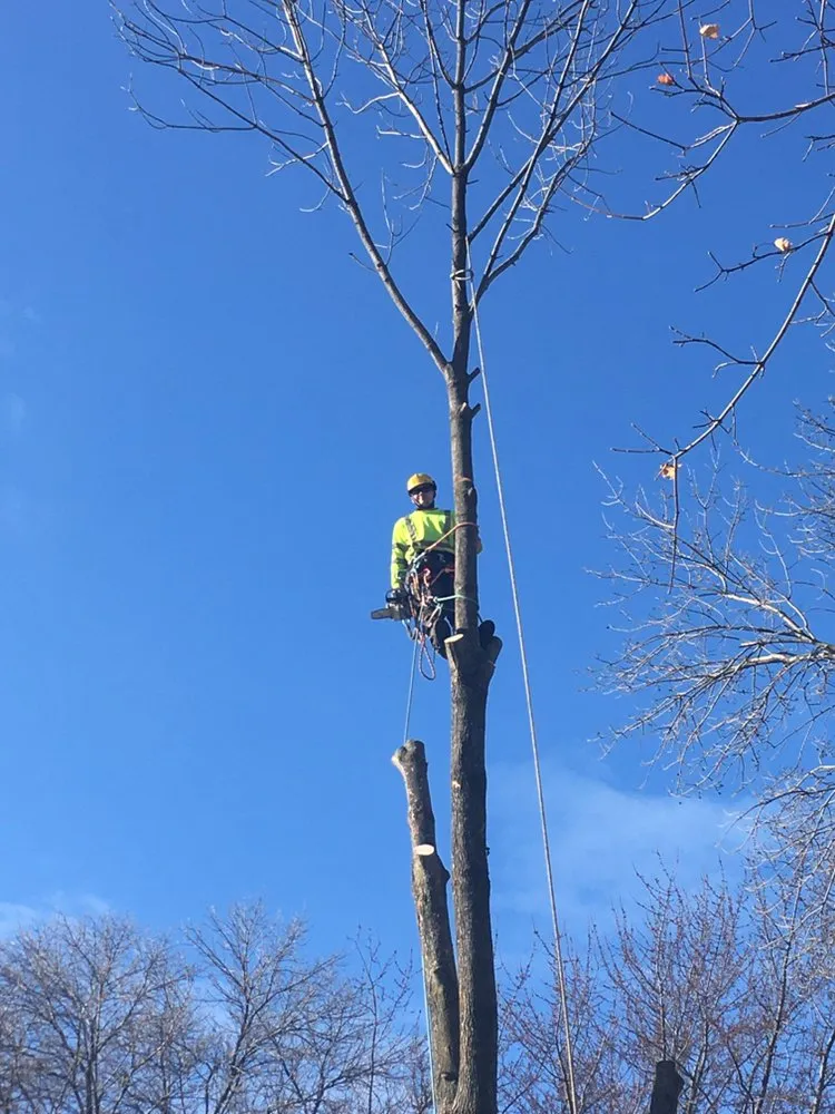 Professional yard cleanup service in Redgranite, WI by Growing Green Tree Care & Landscaping