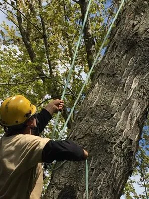 Growing Green Tree Care & Landscaping