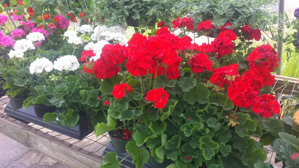 Expert residential landscaping in Texarkana, TX by Growing Seasons