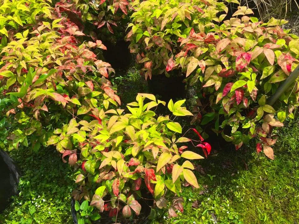 Professional landscaping services for beautiful yards in Texarkana, TX by Growing Seasons