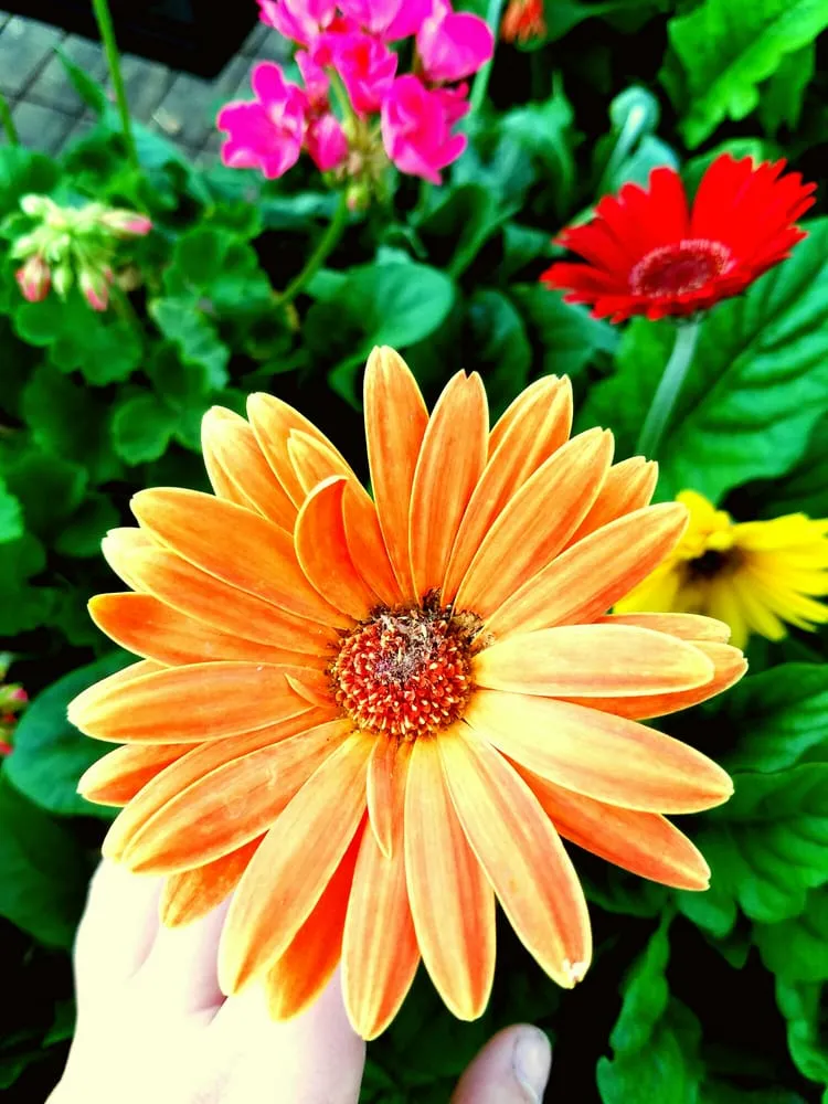 Expert residential landscaping in Texarkana, TX by Growing Seasons