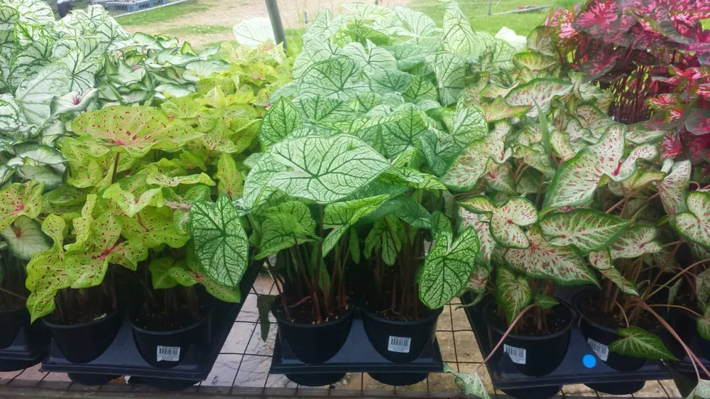 Top-rated residential landscaping in Texarkana, TX by Growing Seasons