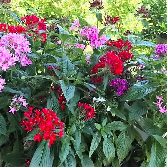 Professional yard maintenance for year-round maintenance across Texarkana, TX - Growing Seasons