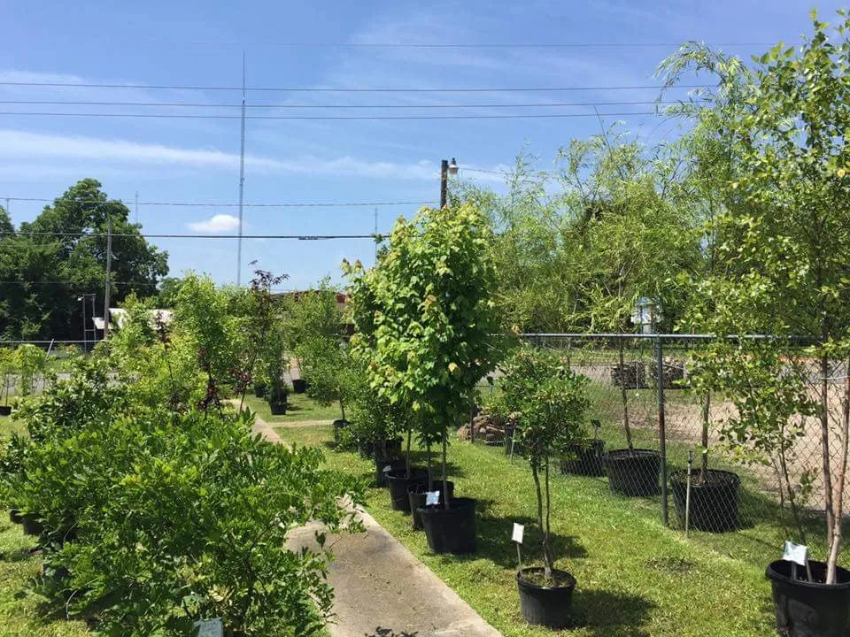 Top-rated outdoor landscaping with custom design across Texarkana, TX - Growing Seasons