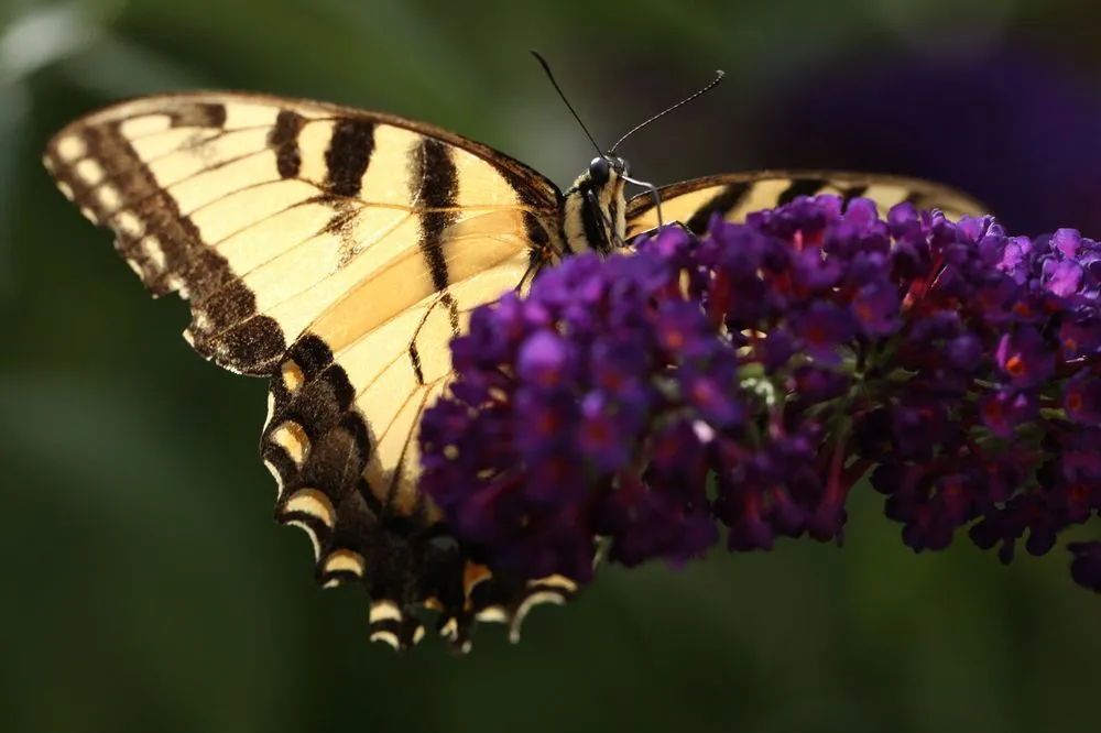 Reliable landscape design in Ridgefield, CT by Growing Solutions