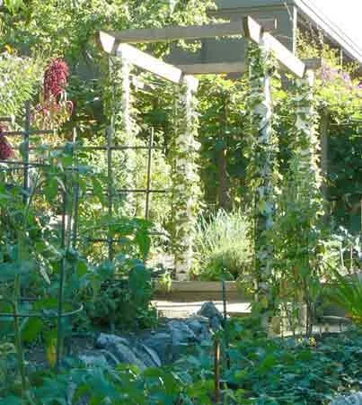 Affordable yard maintenance in Richmond, CA by GrowPlenty Productive Landscapes