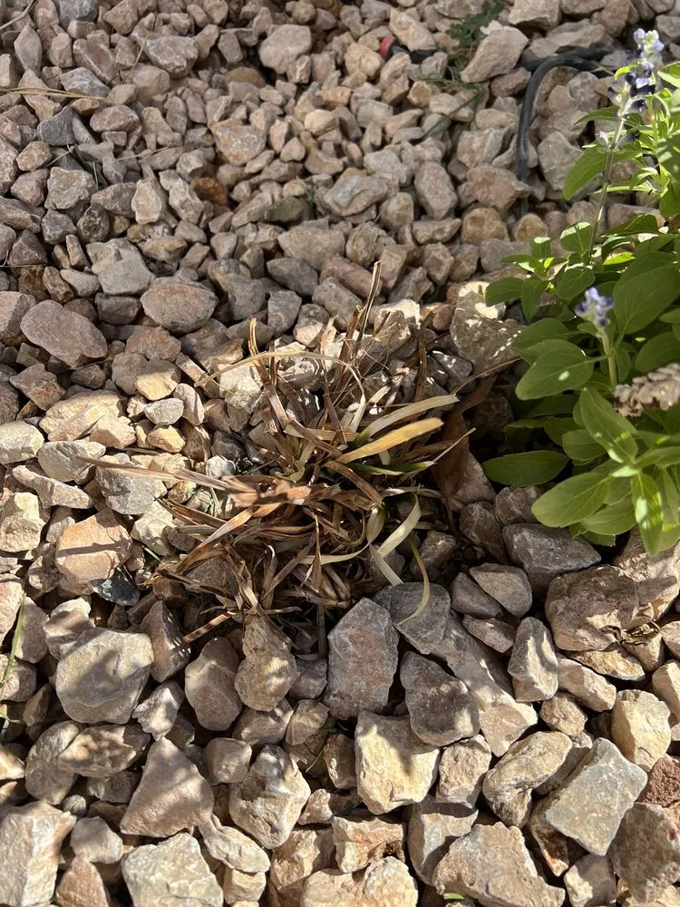 Trusted landscape design for year-round maintenance in Washington, UT by GrowPro Landscaping and Maintenance