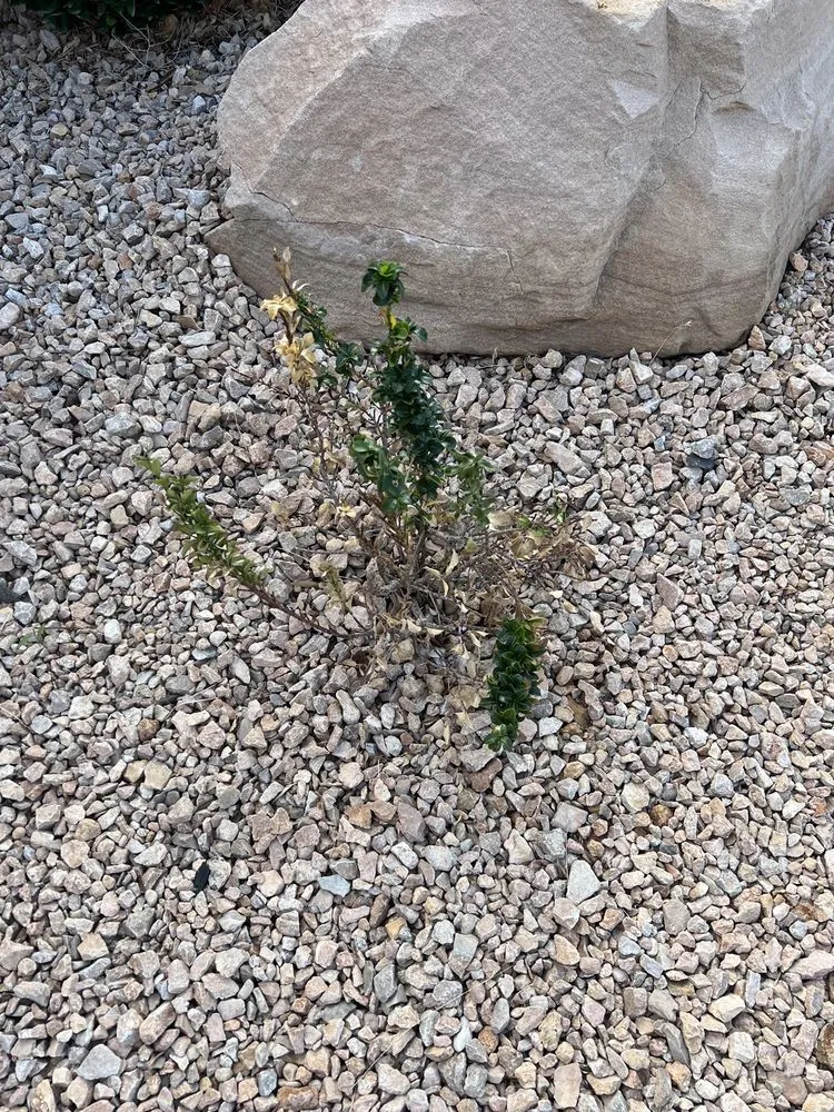 Expert outdoor landscaping experts serving Washington, UT - GrowPro Landscaping and Maintenance