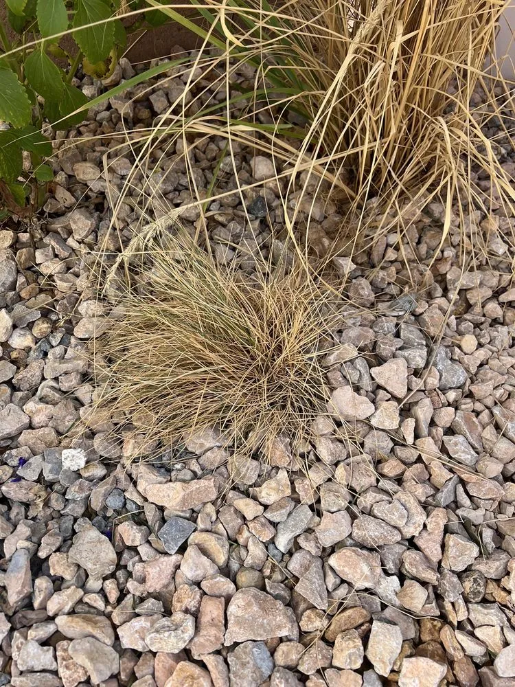 Professional yard cleanup service for residential properties in Washington, UT by GrowPro Landscaping and Maintenance