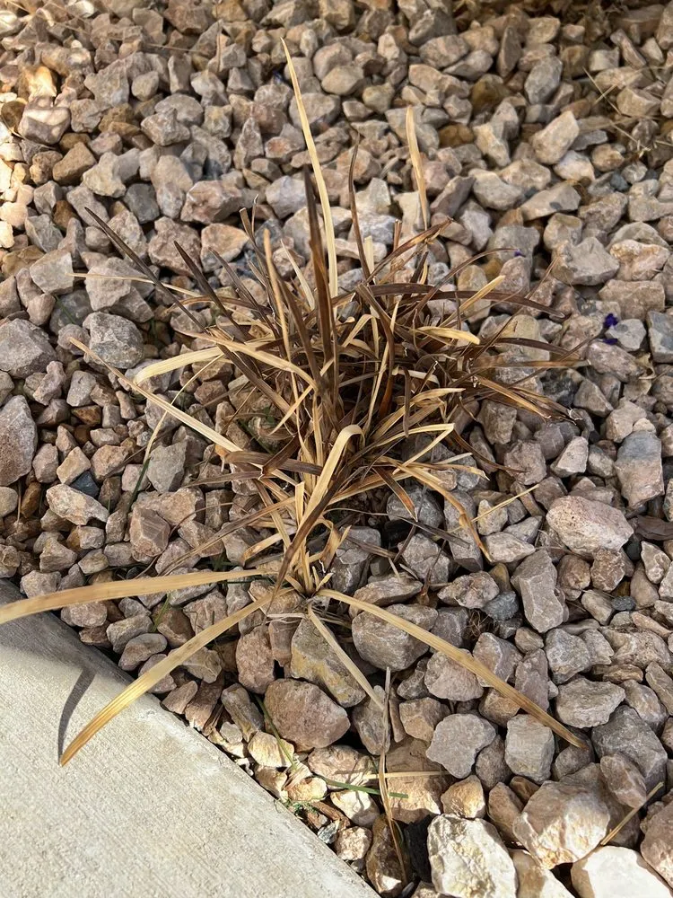 Reliable residential landscaping experts serving Washington, UT - GrowPro Landscaping and Maintenance