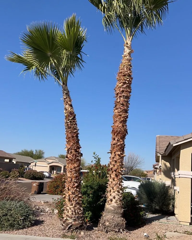 Expert landscape installation in Mesa, AZ - Growwith Theflow