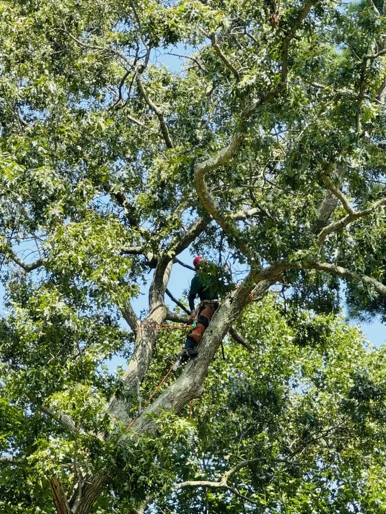 Affordable yard maintenance for beautiful yards across Danbury, CT - Grs Tree Service & Landscaping