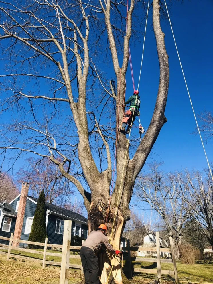 Affordable landscaping services experts serving Danbury, CT - Grs Tree Service & Landscaping