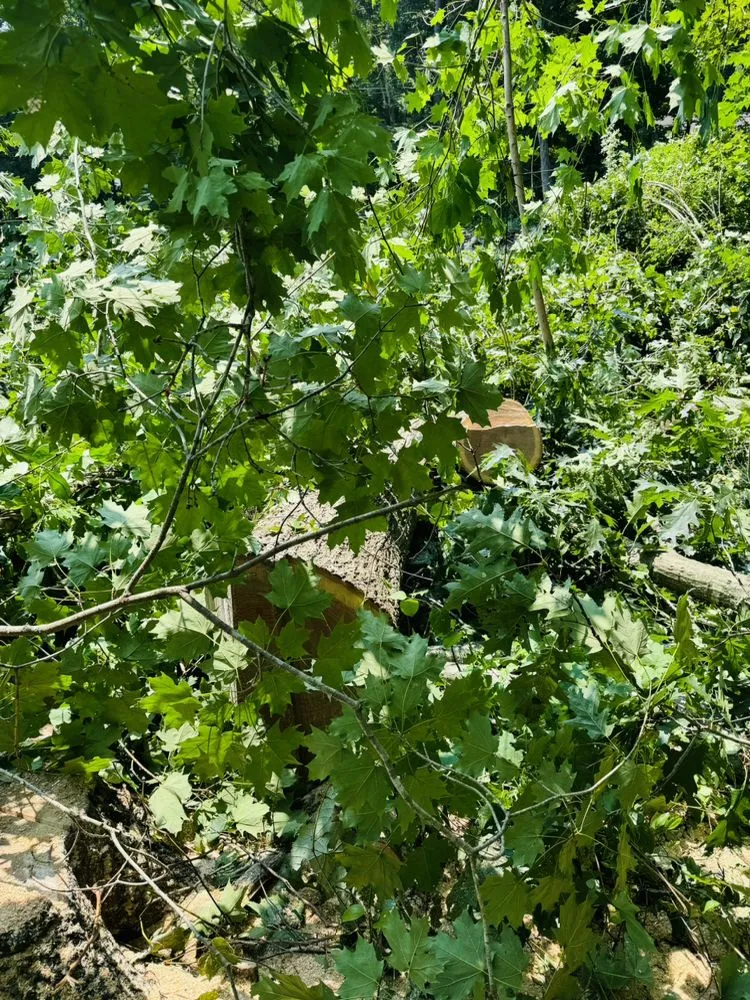 Reliable yard maintenance in Danbury, CT - Grs Tree Service & Landscaping