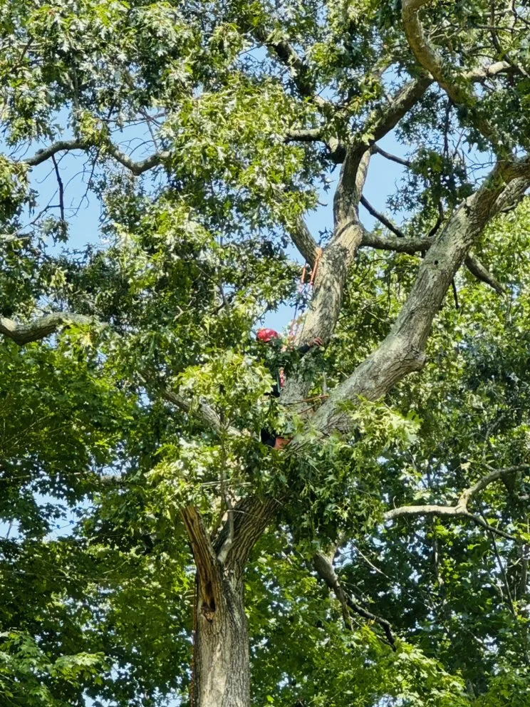 Custom landscaping services in Danbury, CT - Grs Tree Service & Landscaping