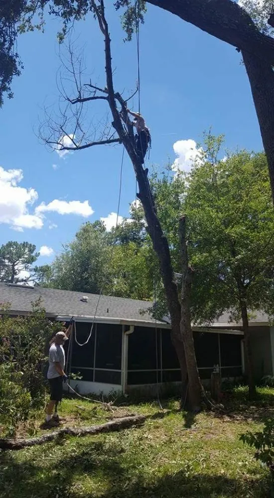 Expert lawn care service in Winter Springs, FL - GRS Tree Services