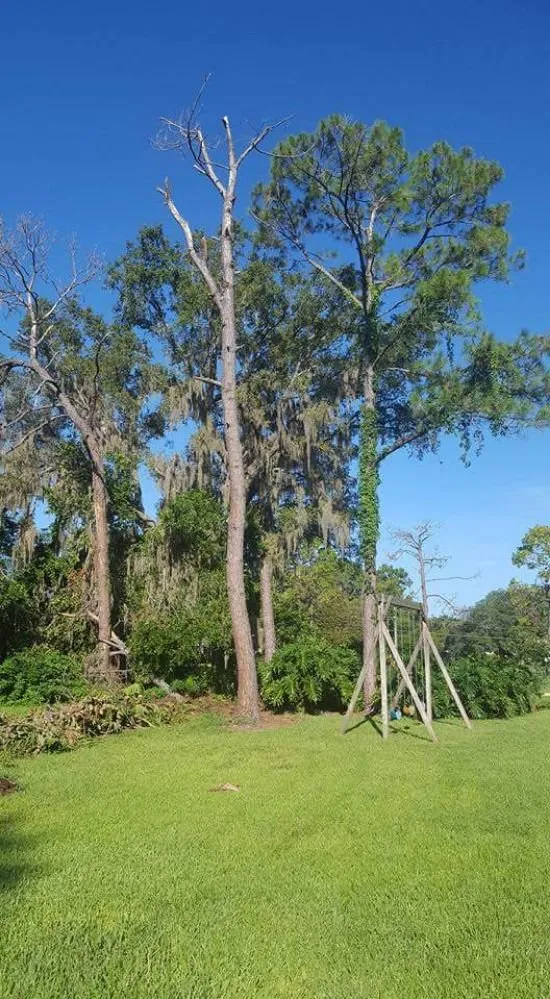 Expert lawn care service in Winter Springs, FL - GRS Tree Services