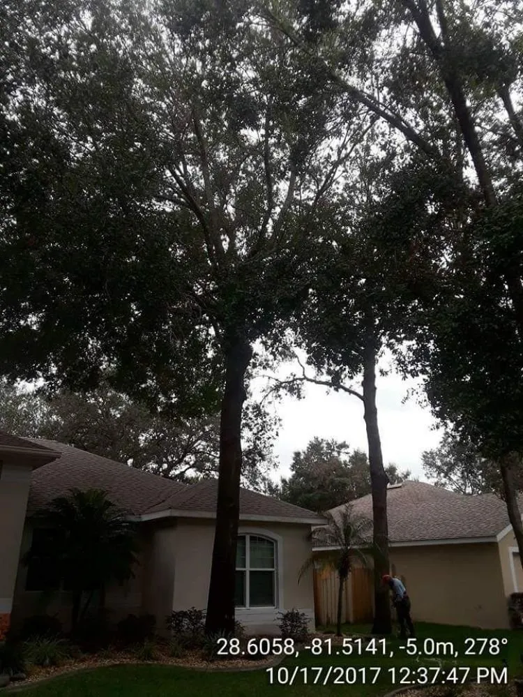Reliable landscape design for outdoor upgrades across Winter Springs, FL - GRS Tree Services