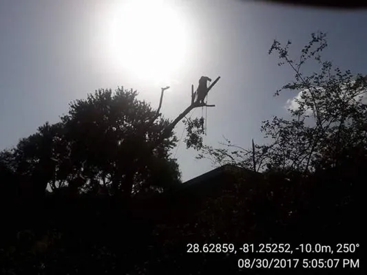 GRS Tree Services Logo