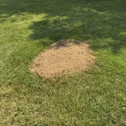Professional yard maintenance in Bristol, IN by Grubert Stump Grinding