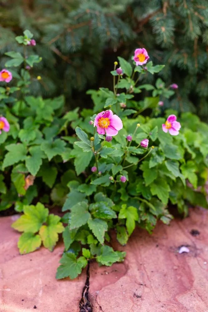 Top-rated yard cleanup service in Sandy, UT by Gruendell Gardening & Landscaping