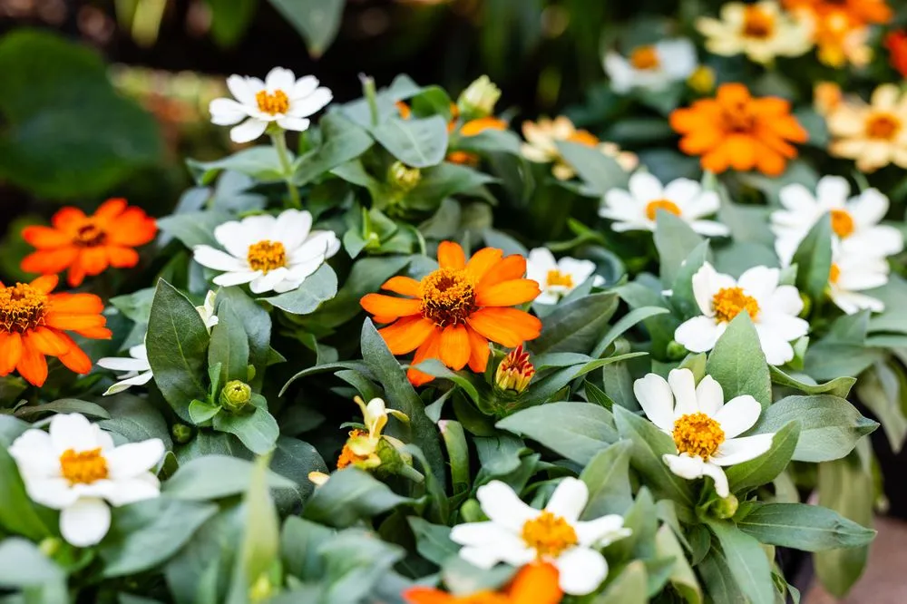 Professional yard maintenance experts serving Sandy, UT - Gruendell Gardening & Landscaping