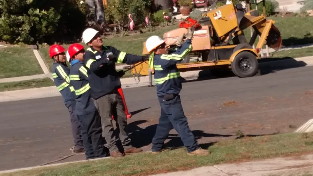 Trusted yard cleanup service in Orange, CA by Gruett Tree