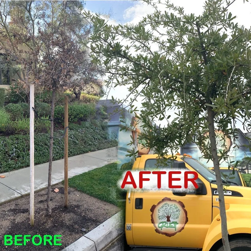 Professional garden landscaping for year-round maintenance across Orange, CA - Gruett Tree