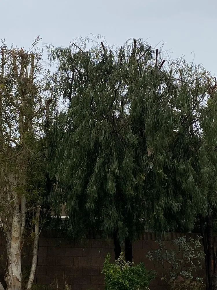 Local lawn mowing service in Orange, CA by Gruett Tree