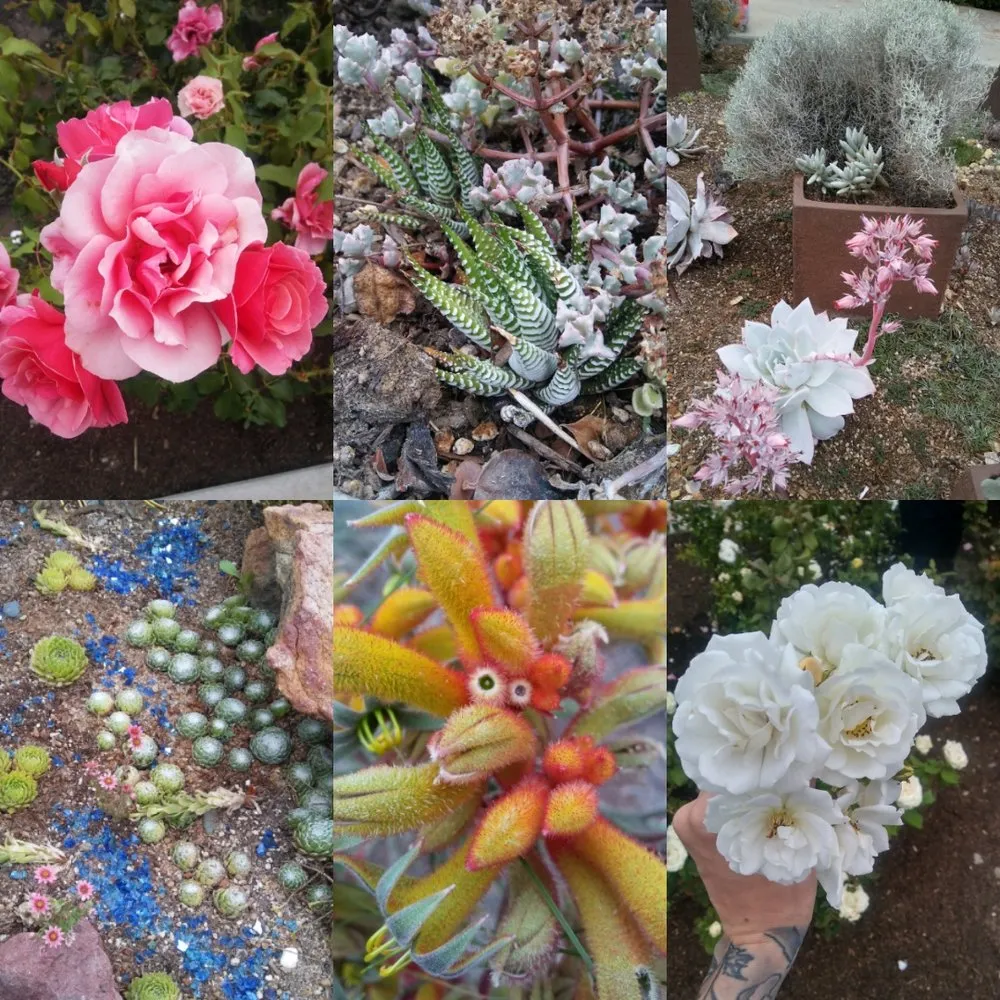 Custom yard cleanup service for beautiful yards across Orange, CA - Gruett Tree