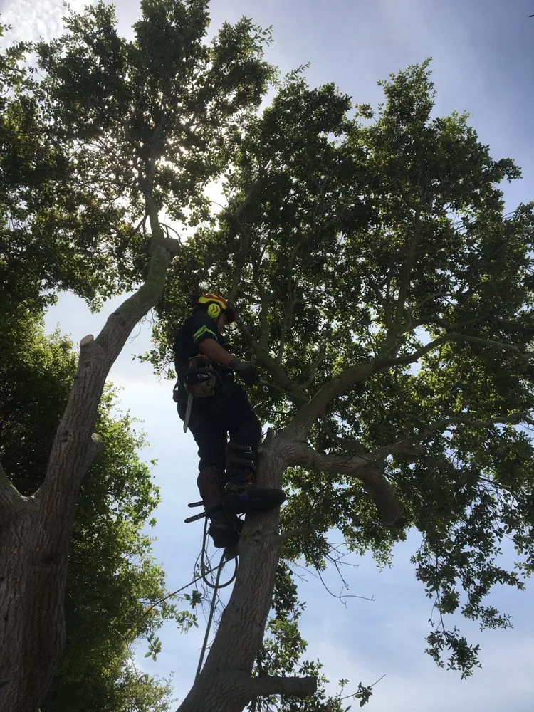 Trusted lawn mowing service for homes across Orange, CA - Gruett Tree