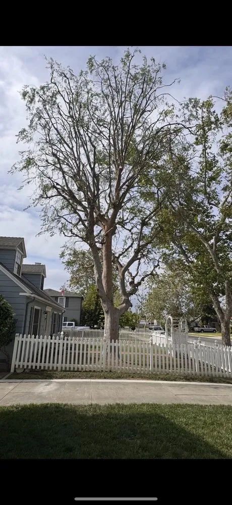 Expert landscape installation with custom design in Orange, CA by Gruett Tree