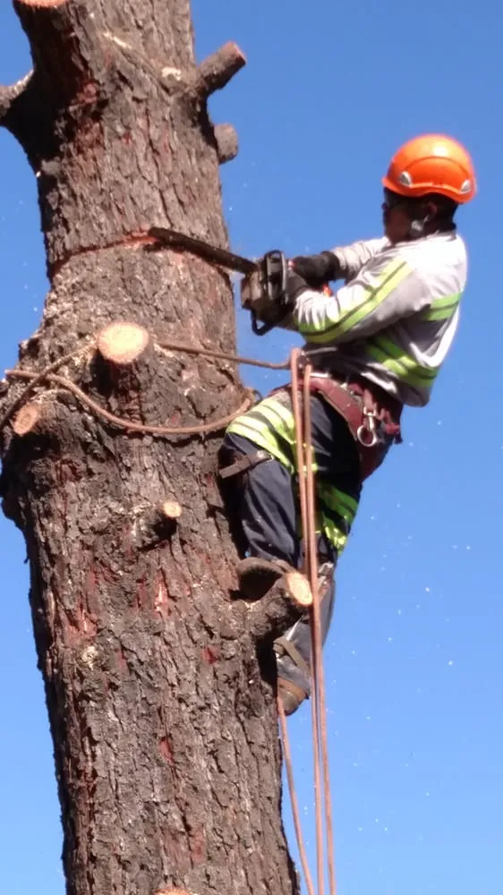 Affordable lawn care service for residential properties across Orange, CA - Gruett Tree