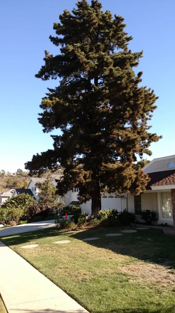 Trusted yard maintenance for residential properties across Orange, CA - Gruett Tree