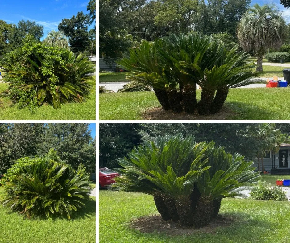 Affordable landscape installation for beautiful yards across Gainesville, FL - Gruntscaper