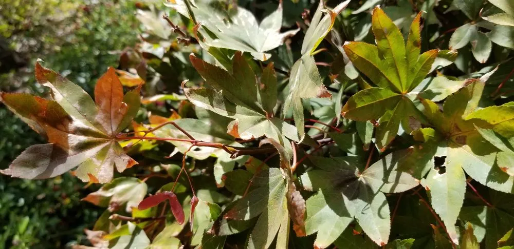 Top-rated landscaping services in North Highlands, CA by Gruntz