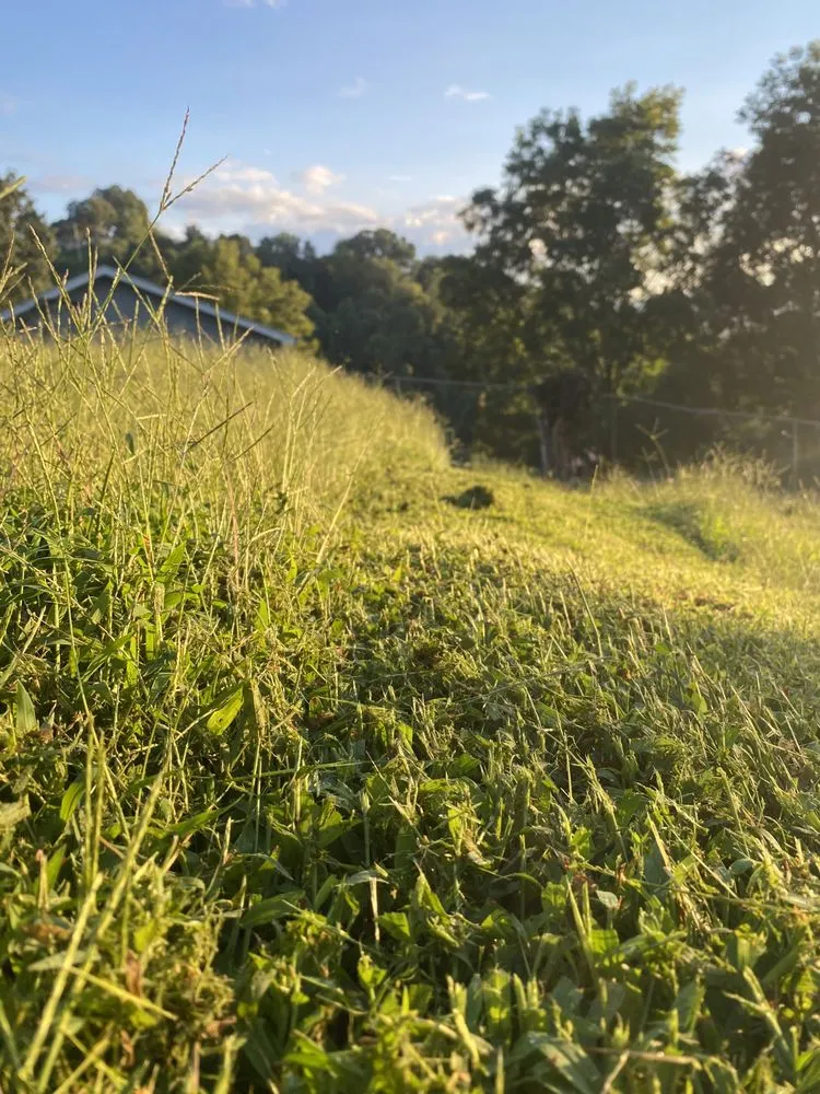 Affordable lawn mowing service in Chattanooga, TN by Gryphon Lawncare and Landscaping