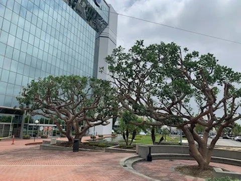 Top-rated garden landscaping in Carson, CA by GS Brothers